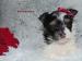 Biewer yorkshire terrier s PP