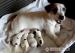 Jack Russell Terier