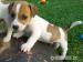  Jack Russell štěňata