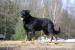 štěňata beauceron