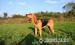 Bloodhound