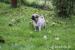 MOPS