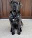Boerboel s PP