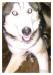 sibirsky husky