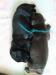 Flat Coated Retriever s PP