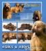 Briard