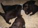 Flat Coated Retriever