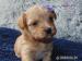 Biewer, golddust yorkshire terrier s PP