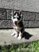 Siberian husky, Sibirsky husky