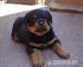 Rottweiler štěňata