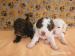 Lagotto Romagnolo