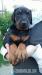 Doberman šteňa
