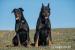 Beauceron