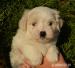 Coton de tulear s pp