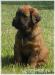 briard