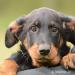 Beauceron štěně