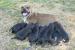 Šteniatka stafforshire bullterrier