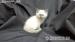 RAGDOLL