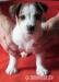 Jack Russell terrier s PP
