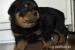 Rottweiler štěňata.