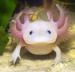 Axolotl mexický 