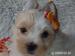 Biewer, golddust yorkshire terrier s PP