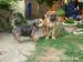 BOERBOEL s PP