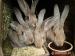 Prodám na chov králíky po belgickém obrovi