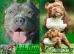 American Bully s PP ABKC