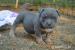 American Bully ABKC