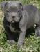 AMERICAN BULLY 