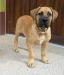 Boerboel s PP