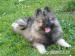 Německý špic vlčí / Keeshond