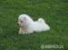 Samojed