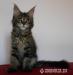 Maine Coon luxusní kočička s PPexkluzivní mazlíček