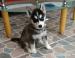 Sibirsky Husky