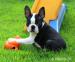 Boston terrier