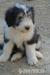 Bearded Collie