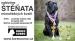 Cane corso, výjimečná štěňata!