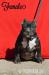 American Bully s PP ABKC