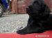Flat coated retriever