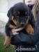Šteňatá Rottweiler (Rotvajler)