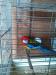 Rosela
