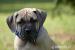 Boerboel s PP