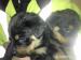 Rottwailer 