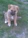 Akita-Inu bez pp