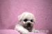 Bišonek - Bichon Frisé