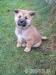 Akita-Inu bez pp