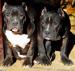 American Bully
