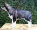 Sibírsky husky